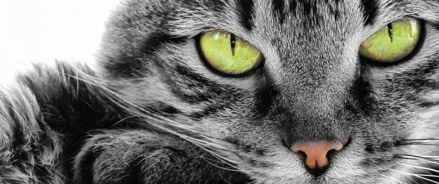 Green-Eye-Cat