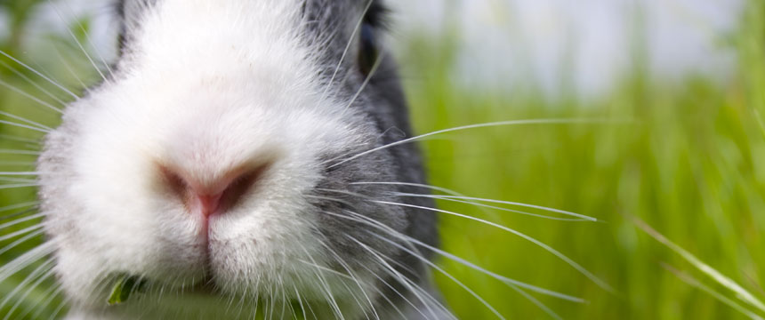 Hase